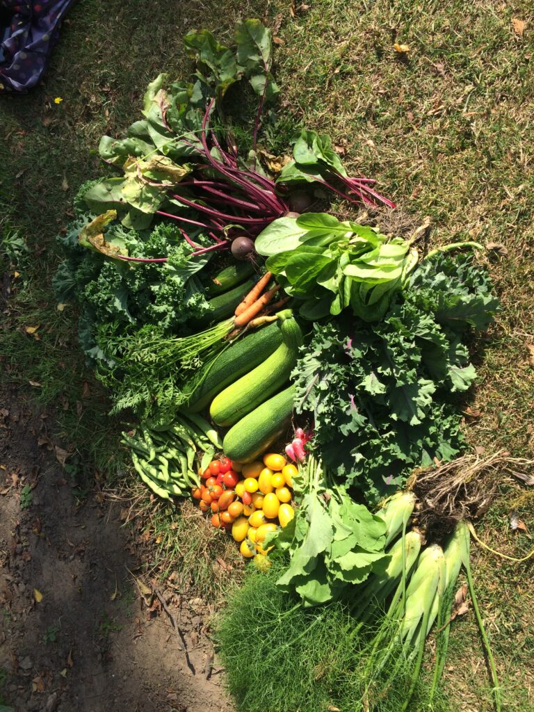 Range of Salad and Vegetables