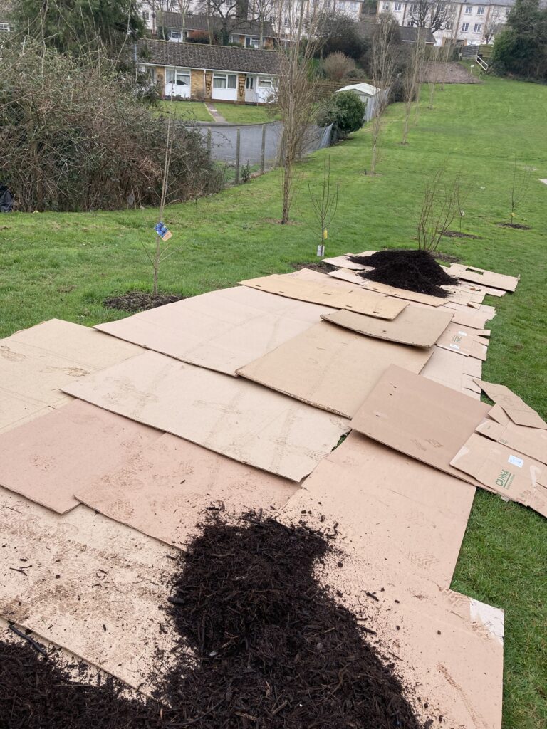Cardboard and compost mulching