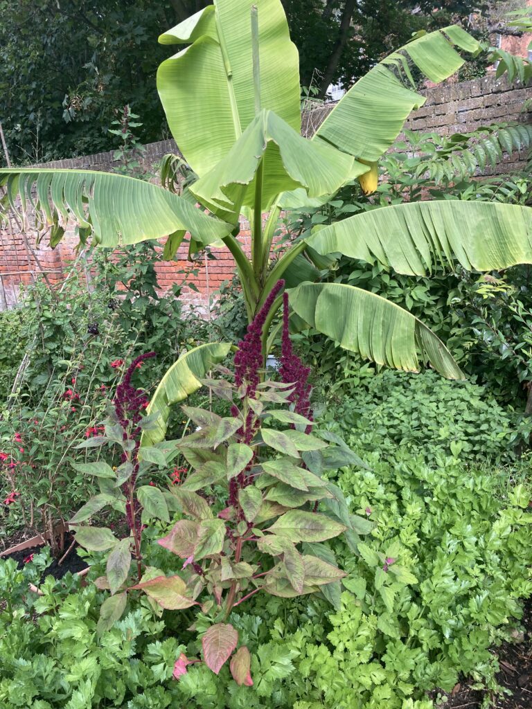 banana tree